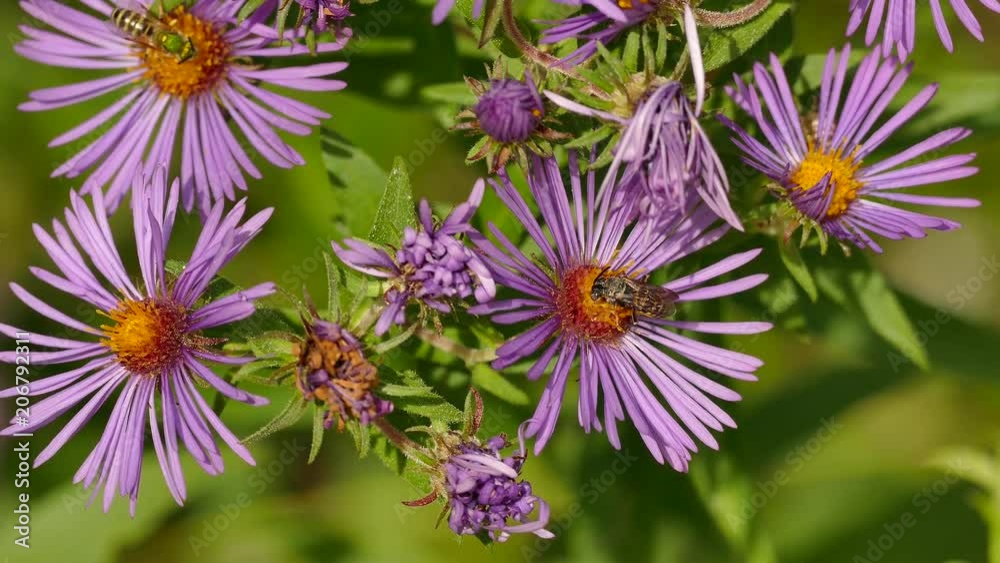 Macro shot of colorful flowers with bees feeding under dusk light Macro shot of colorful flowers with bees feeding under dusk light