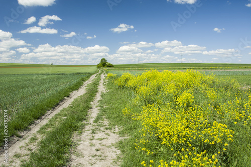Road through green fields, yellow flowers and white clouds in the sky