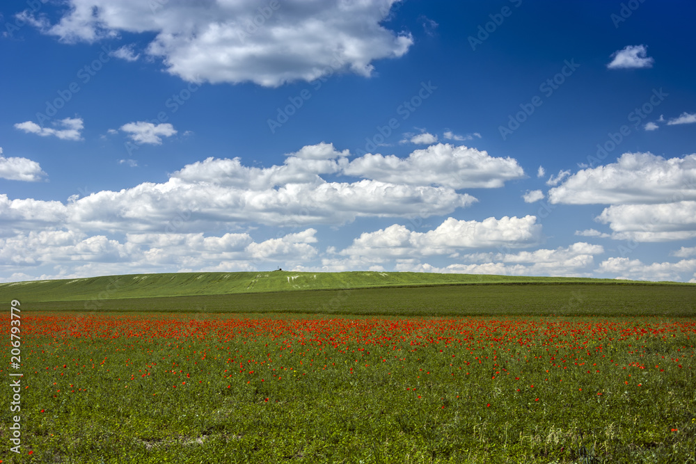 Poppy meadows and blue sky