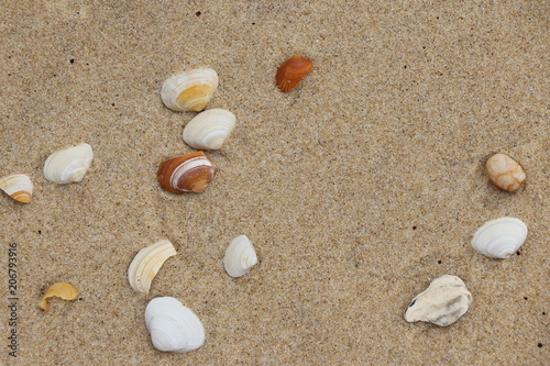 Coquillage sur la plage