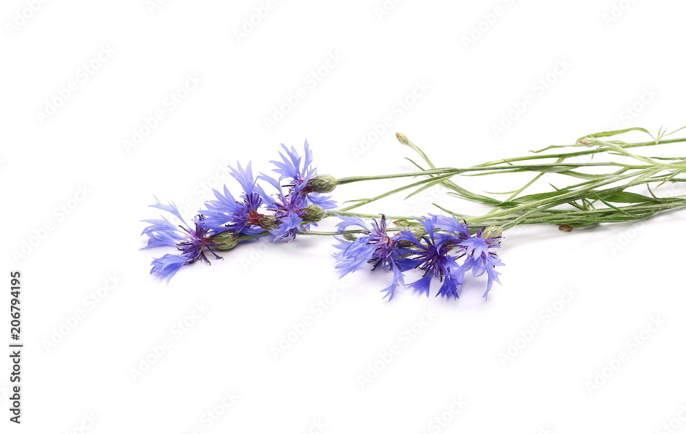 Blue field flowers isolated on white background