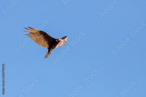 turkey vulture circling overhead