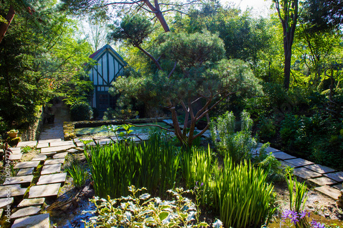 Plants loving water photo