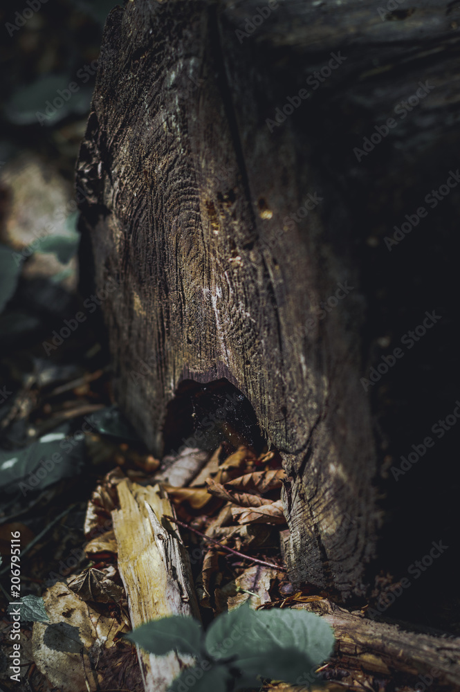 Piece of log wood in the forest. Shades of brown and dark colors.