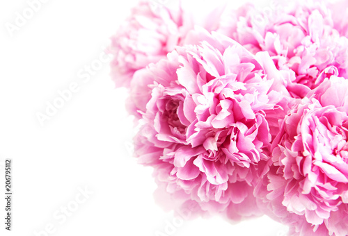 Beauty pink peony flowers