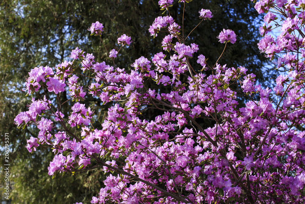 blooming bush of purple rhododendron blooms in the spring in the park blooming bush of purple rhododendron blooms in the spring in the park