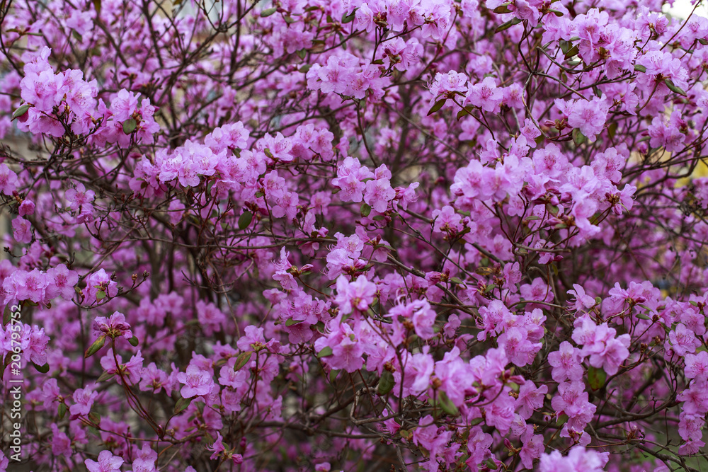 blooming bush of purple rhododendron blooms in the spring in the park blooming bush of purple rhododendron blooms in the spring in the park
