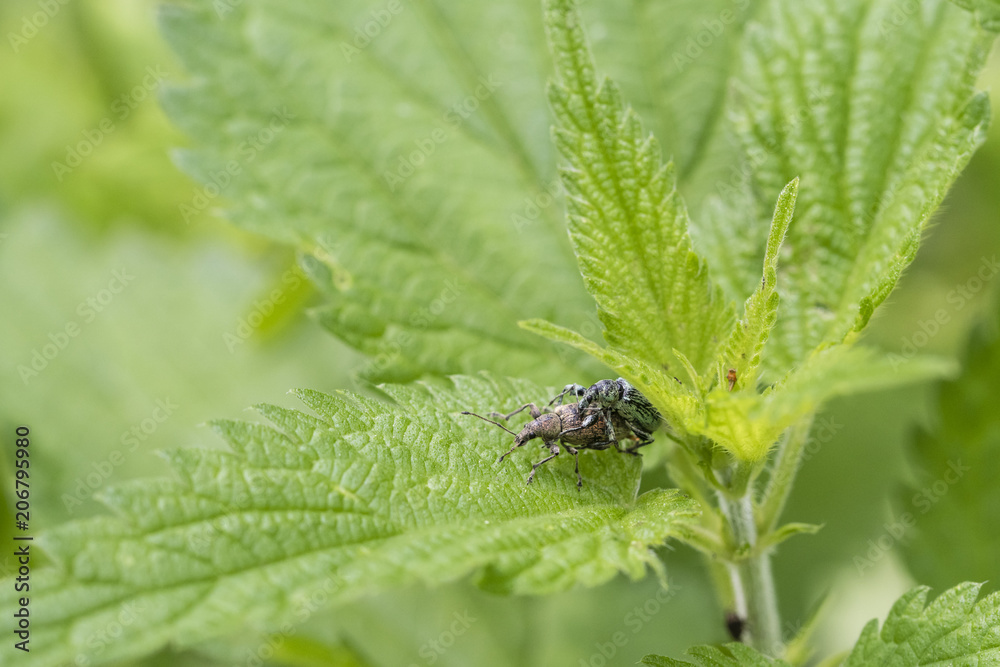 Feeding two beetles on a nettle leaf. Feeding two beetles on a nettle leaf.