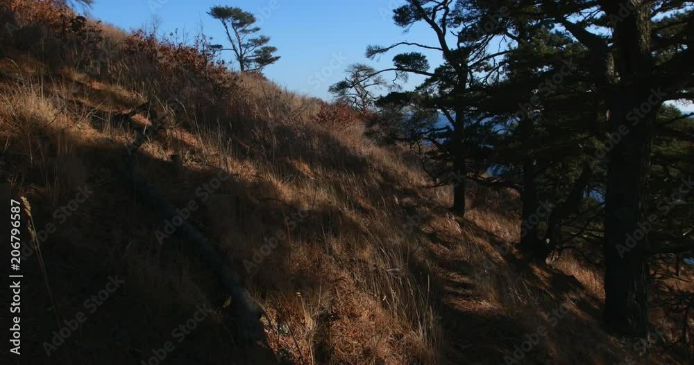 4k: survey of coniferous trees on a steep seashore in the Far East Marine Reserve in Primorsky Region 4k: survey of coniferous trees on a steep seashore in the Far East Marine Reserve in Primorsky Region