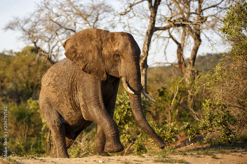 Elephant bull coming up from the riverbed in the early morning light in Kruger National Park in South Africa