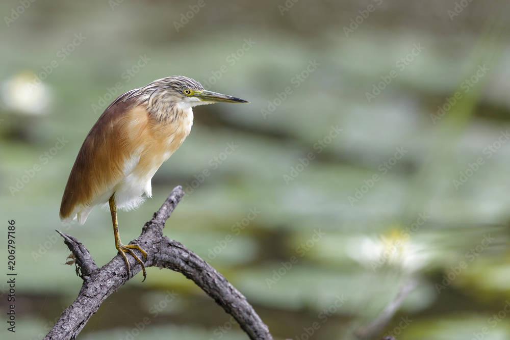 Fototapeta premium Squacco Heron in Lake Panic in the Kruger National Park in South Africa