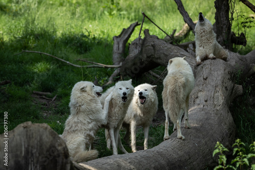 Artic Wolf Animak photo