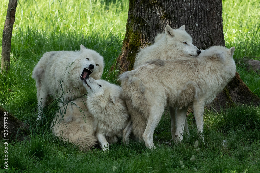 Obraz premium Artic Wolf Animak