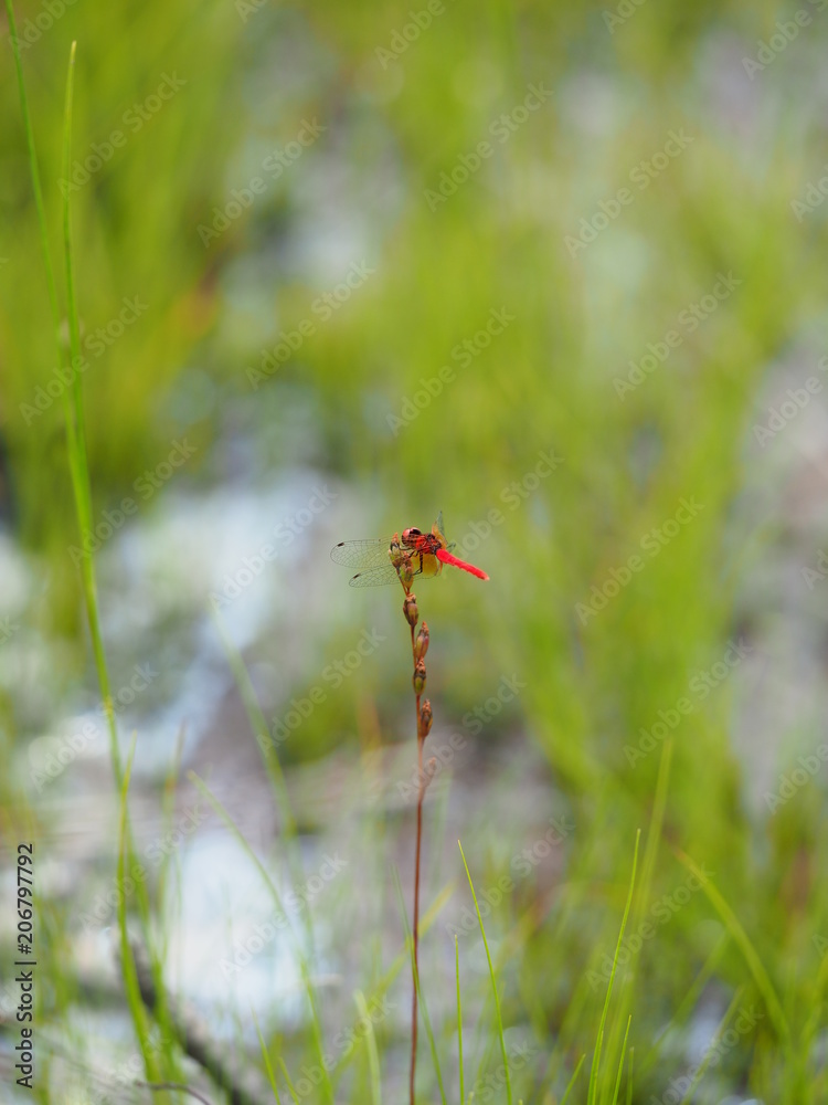 湿原に生息するハッチョウトンボ