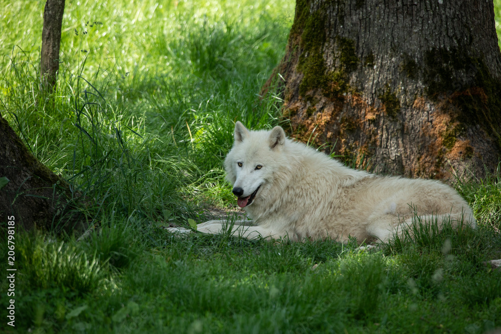 Obraz premium Artic Wolf Animak