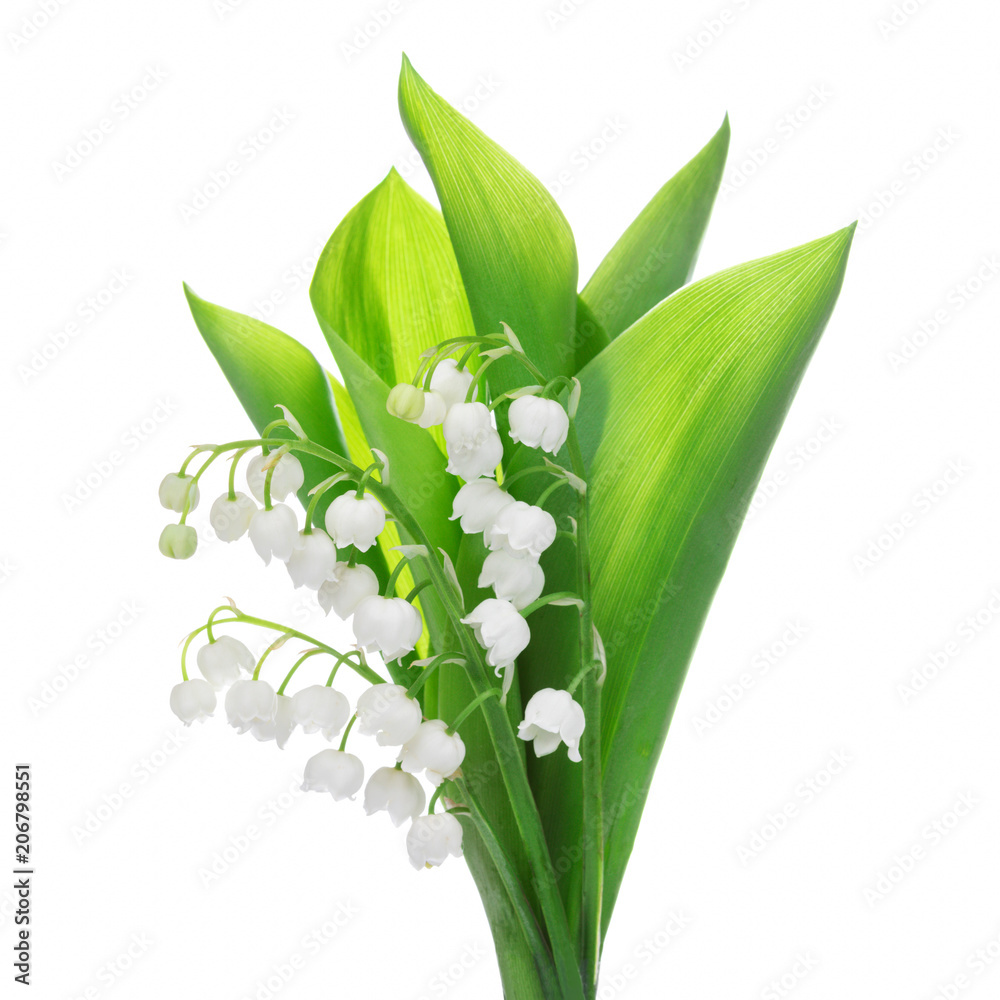 Obraz premium kwiat konwalii na białym