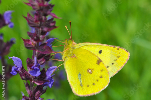 Colias hyale, the pale clouded yellow butterfly on flower. Yellow butterfly feeding on meadow