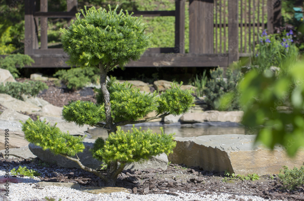 Nevak, wood, bonsai. Use in landscape design