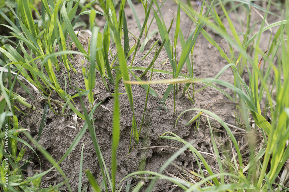 Anthill in the grass. Anthill in the grass.