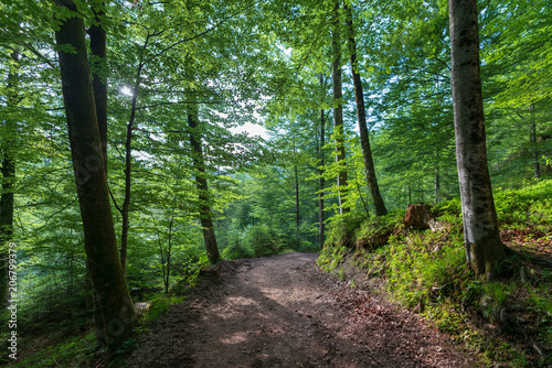Fototapeta Naklejka Na Ścianę i Meble -  Wald mit Wanderweg