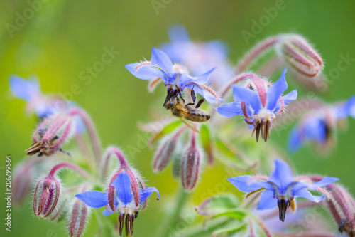 Biene an Borretschblüte photo