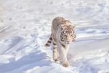 Wild white bengal tiger on a morning walk. Animals in wildlife.