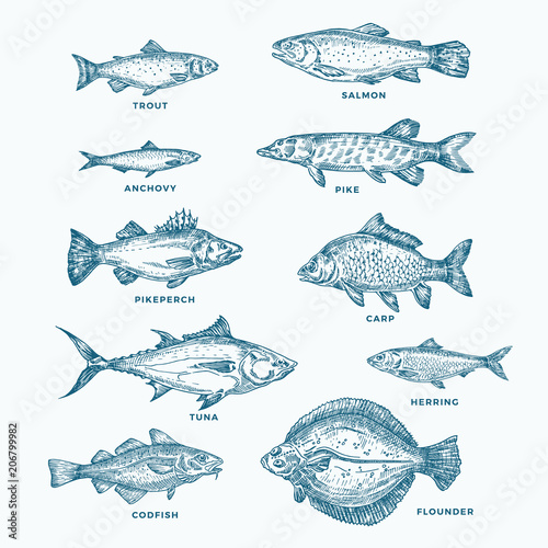Hand Drawn Ocean or Sea and River Ten Fishes Set. A Collection of Salmon and Tuna or Pike and Anchovy, Herring, Trout, Carp Sketches Silhouettes. © createvil