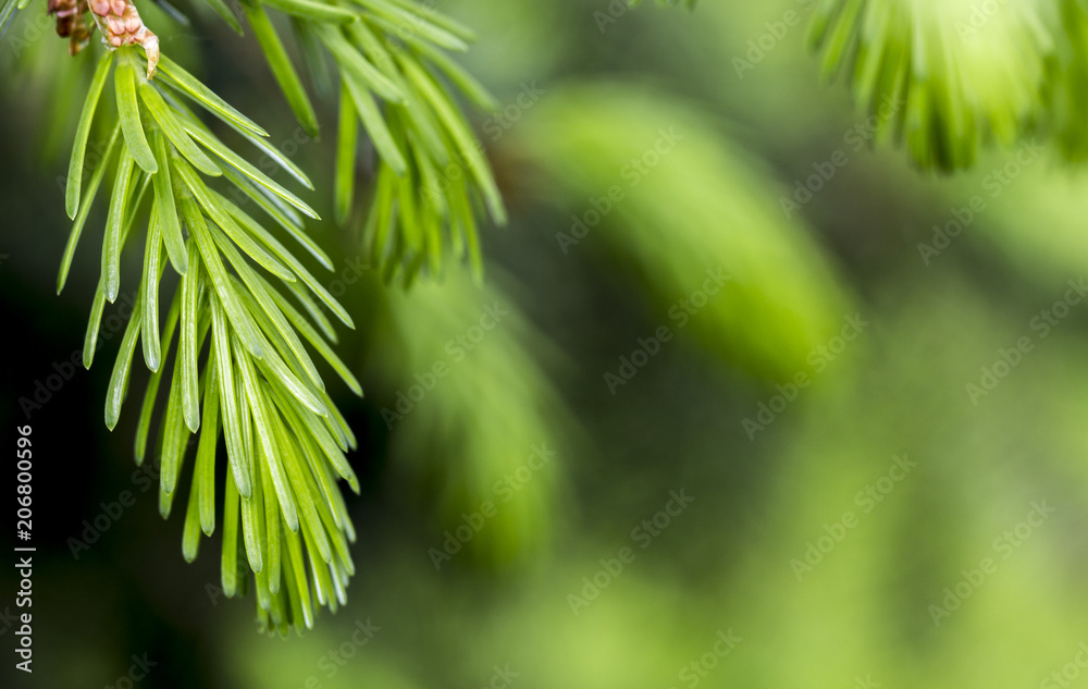 Young needles of spruce, behind a green background Young needles of spruce, behind a green background