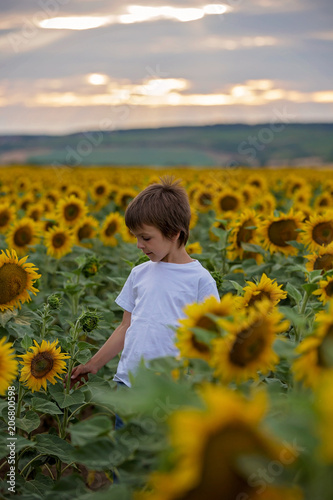 Cute child with sunflower in summer sunflower field on sunset.