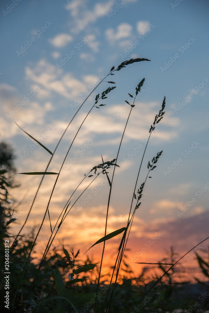 Sunset and the beautiful silhouette of high grass tilt Sunset and the beautiful silhouette of high grass tilt
