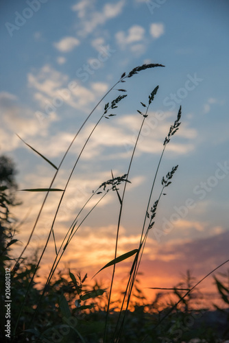 Sunset and the beautiful silhouette of high grass tilt