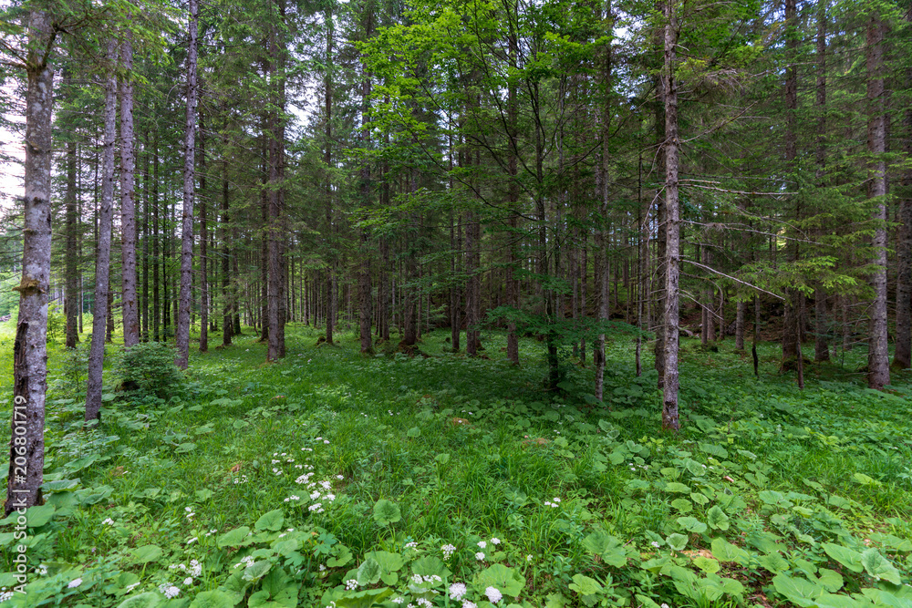 Obraz premium Wald