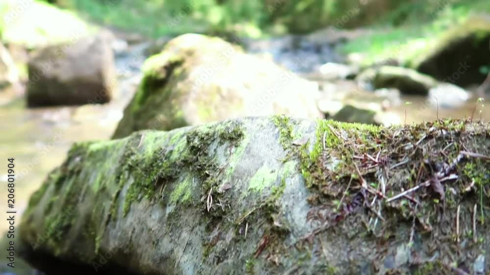stone in a forest stream, bottom view stone in a forest stream, bottom view