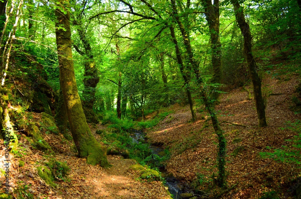 Fototapeta premium sous bois