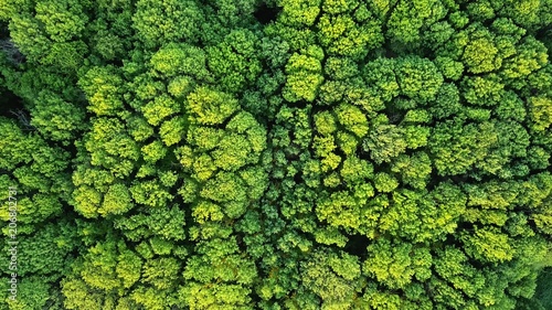 Aerial viev green forest on a spring day, natural background. Photo from the drone