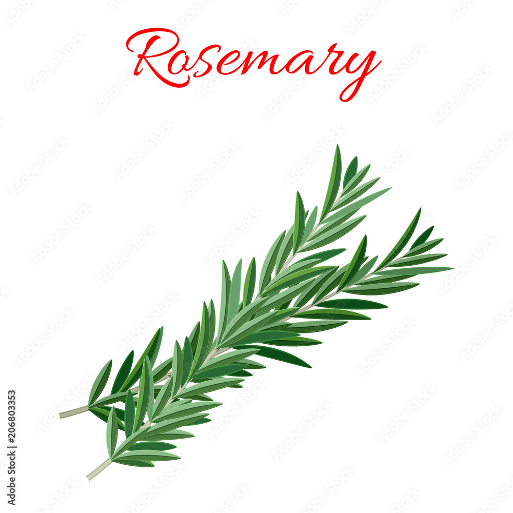 Rosemary culinary herb