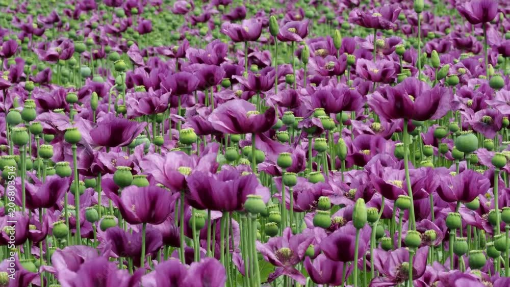 Green opium poppy capsules, purple poppy blossoms in a field. (Papaver somniferum). Green opium poppy capsules, purple poppy blossoms in a field. (Papaver somniferum).