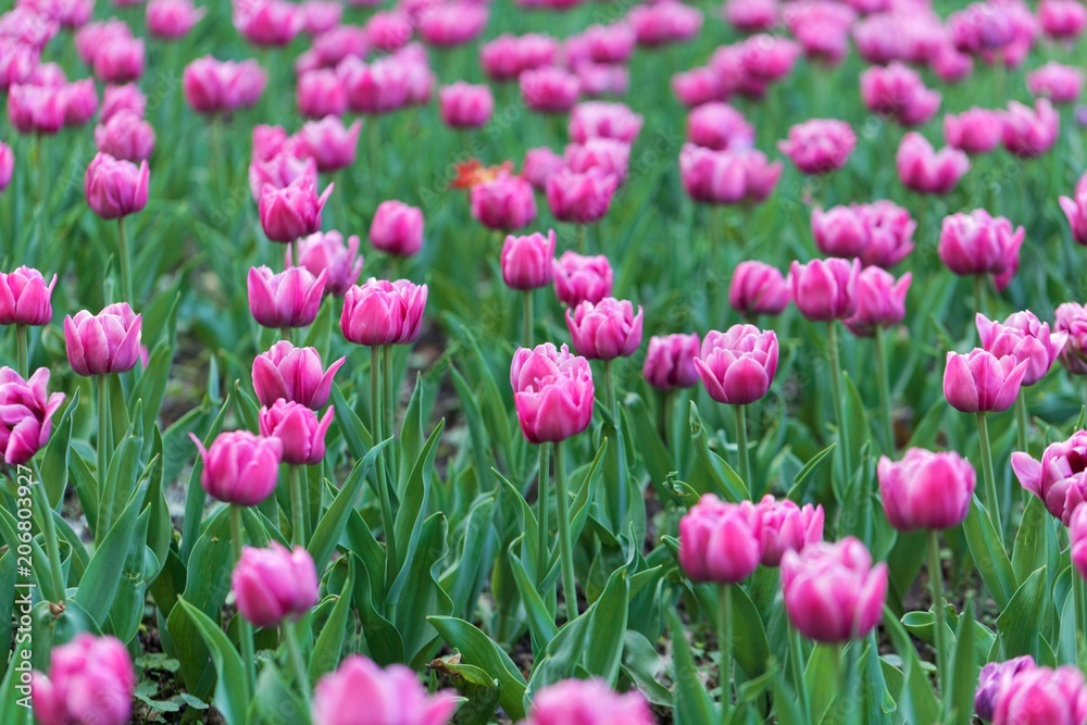 Pink tulips in a field