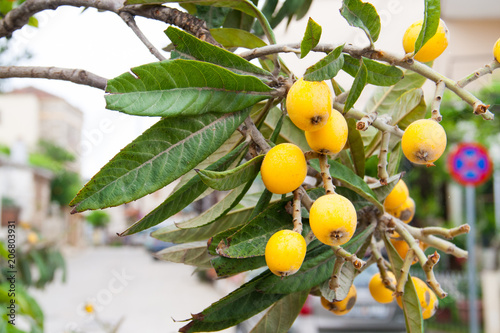 Close-up of loquats on a brunch