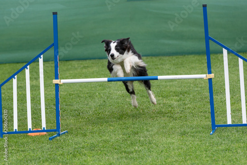 Purebred dog Border Collie jumping over obstacle on agility competition.