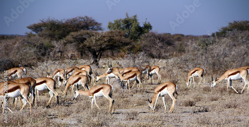 Wild antelopes in the steppe of Africa Namibia