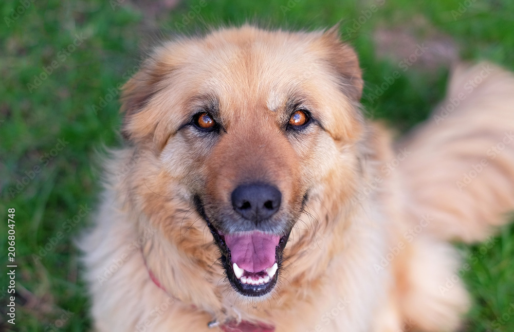 Portrait of a happy beautiful fluffy beige dog outdoors