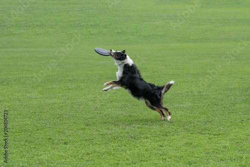 Border collie dog catching toy in jump outdoor. Selective focus 