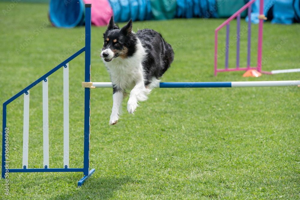 Purebred dog Border Collie jumping over obstacle on agility competition.