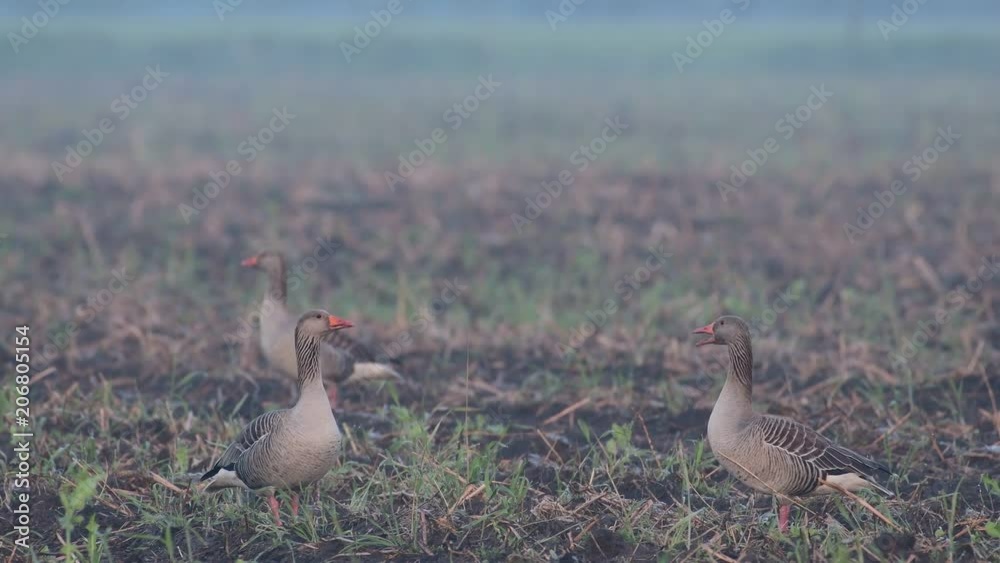 Greylag goose group standing on the field and call, spring, (anser anser) Greylag goose group standing on the field and call, spring, (anser anser)