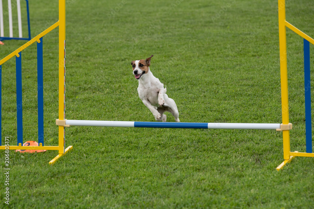 Purebred dog Jack Russel Terrier jumping over obstacle on agility competition.
