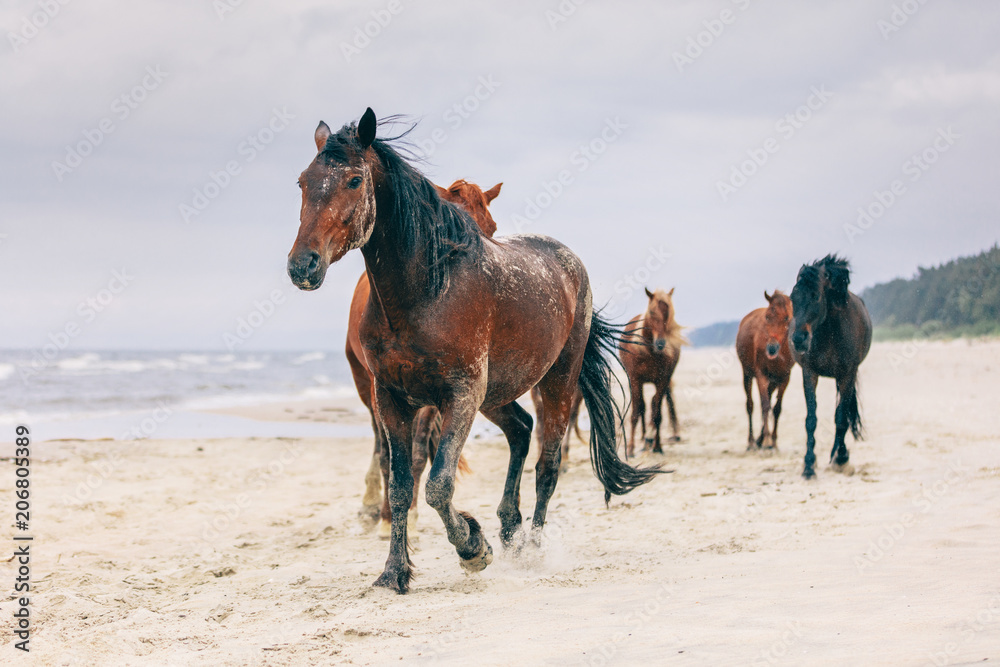 A herd of horses walking on the windy seashore.