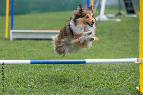 Fototapeta Naklejka Na Ścianę i Meble -  Shetland Sheepdog Sheltie jumping over obstacle on agility competition. Selective focus
