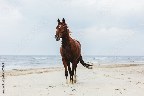 Obraz na płótnie Lonely bay horse trotting on the beach by the sea.
