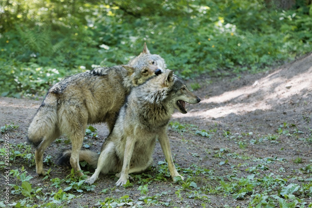 Fototapeta premium Playing gray wolves (Canis lupus)